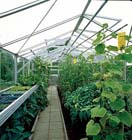 Tuintips: Ziekte en schade in een serre/kas