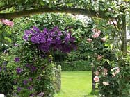 Tuintips voor de tweede week van juli