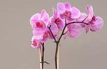 Woonplant van september: Phalaenopsis