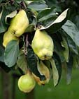 Fruit van vroeger