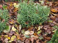 Tuintips: Geef je tuin een winterdeken