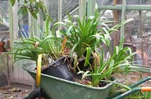 Tuintips voor de eerste week van november