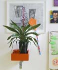 De Aechmea brengt de tropen touch thuis