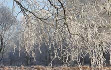 Tuintips voor de eerste week van december