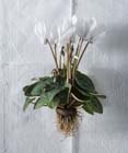 Woonplant van december