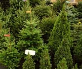 Kerstbomen kiezen