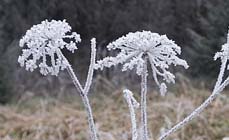 Winterhardheid bij planten
