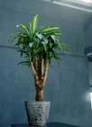 Woonplant van de maand januari 2009: Dracaena