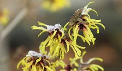 Tuintips voor de eerste week van februari