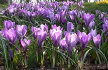 Tuintips voor de vierde week van februari