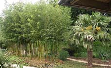 Tuintips: Bamboe verwijderen of in toom houden