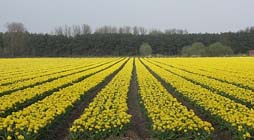 Tuintips voor de vierde week van april