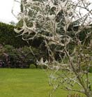 Tuintips: Problemen met de Spinselmot
