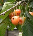 Tuintips: Problemen met de Hagelschotziekte