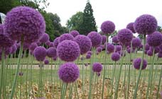 Tuintips voor de derde week van juli