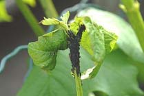 Tuintips: Problemen met de Zwarte bonenluis