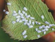 Tuintips: Problemen met de Hydrangeadopluis