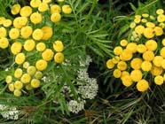Tuintips: Recepten voor alternatieve bestrijding