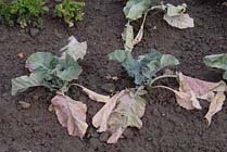 Tuintips: Problemen met de Koolvlieg