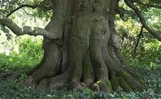 Tuintips voor de derde week van oktober