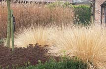 Tuintips voor de tweede week van november
