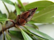 Tuintips: Problemen met Rhododendron bloemknoprot