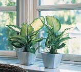 Planten voor een warme huiskamer
