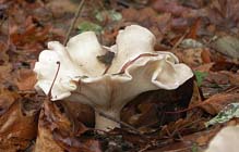 Tuintips voor de derde week van december