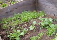 Tuintips: Waarom de moestuin kalken ?