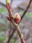 Tuintips: Problemen met rondknopmijt of bessengalmijt