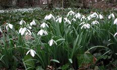 Tuintips voor de eerste week van februari
