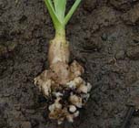 Tuintips: Problemen met Knolvoet