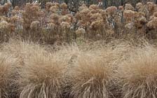 Tuintips voor de eerste week van maart