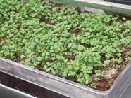 Tuintips: Problemen bij het zaaien