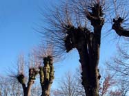 Weersverwachting voor de komende dagen