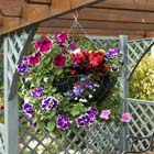 Tuintips: Checklist- planten voor gebruik in hanging baskets