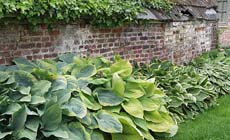 Tuintips voor eind juni en begin juli