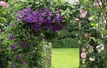 Tuintips voor de derde week van juli
