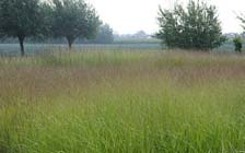 Tuintips voor tweede week van september