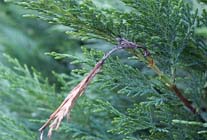 Tuintips: Problemen met de insnoeringsziekte (Pestalotia)