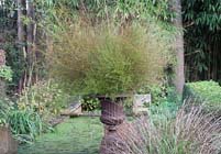 Tuintips voor de eerste week van november