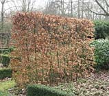 Tuintips: Winterbehandeling bomen en struiken