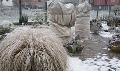 Tuintips voor de derde week van december