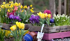 Tuintips voor de derde week van februari
