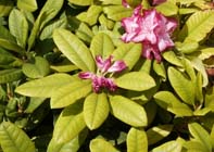 Tuintips: Problemen met ijzergebrek bij rhododendron