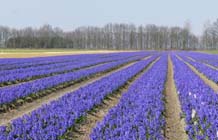 Tuintips voor eind maart en begin april