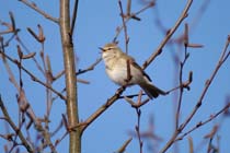 Weersverwachting voor de komende dagen