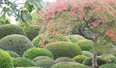 Tuintips voor de eerste week van november