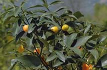 Overwinteren van mediterrane planten