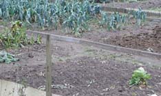 Tuintips voor de tweede week van december